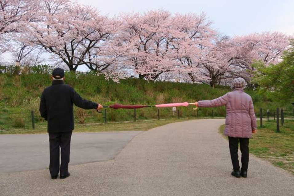 Two people holding umbrellas to keep their distance beneath pink cherry blossoms